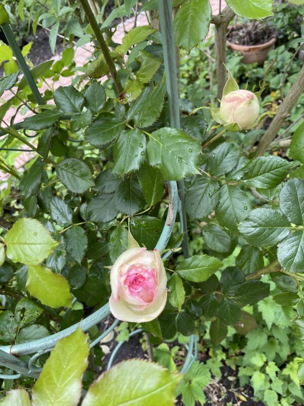 Eden Rose 139 – Bild 4