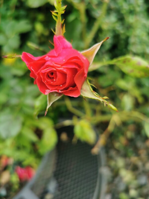 Romanze 140 – Bild 2