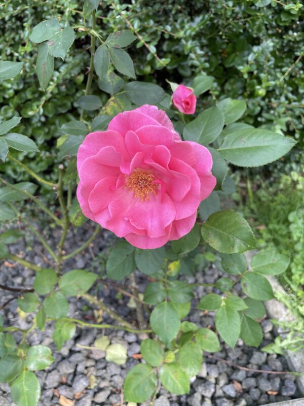 Romanze 140 – Bild 4