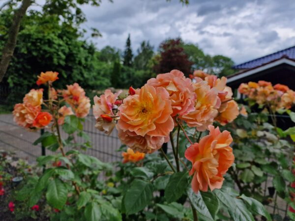 Westerland 143 – Bild 2