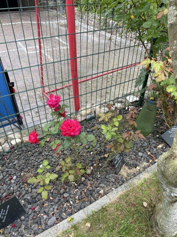 Shalom 145 – Bild 4