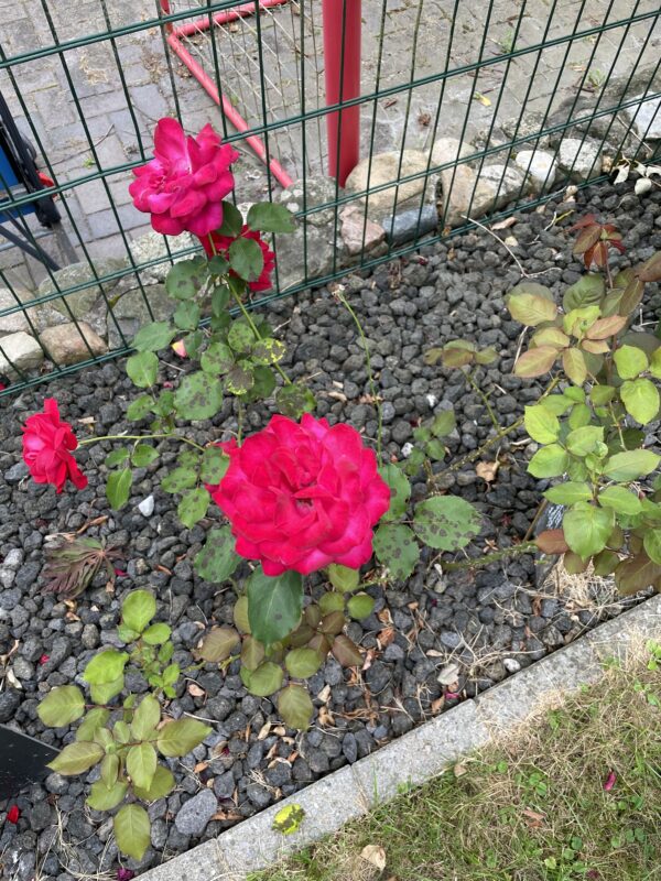 Shalom 145 – Bild 5