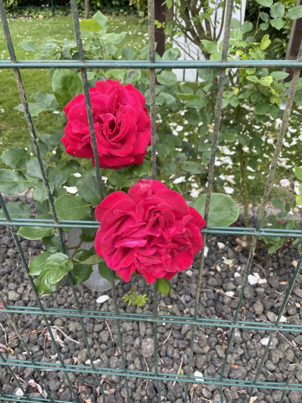 Shalom 149 – Bild 3