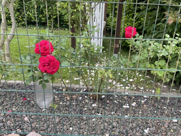 Shalom 149 – Bild 2