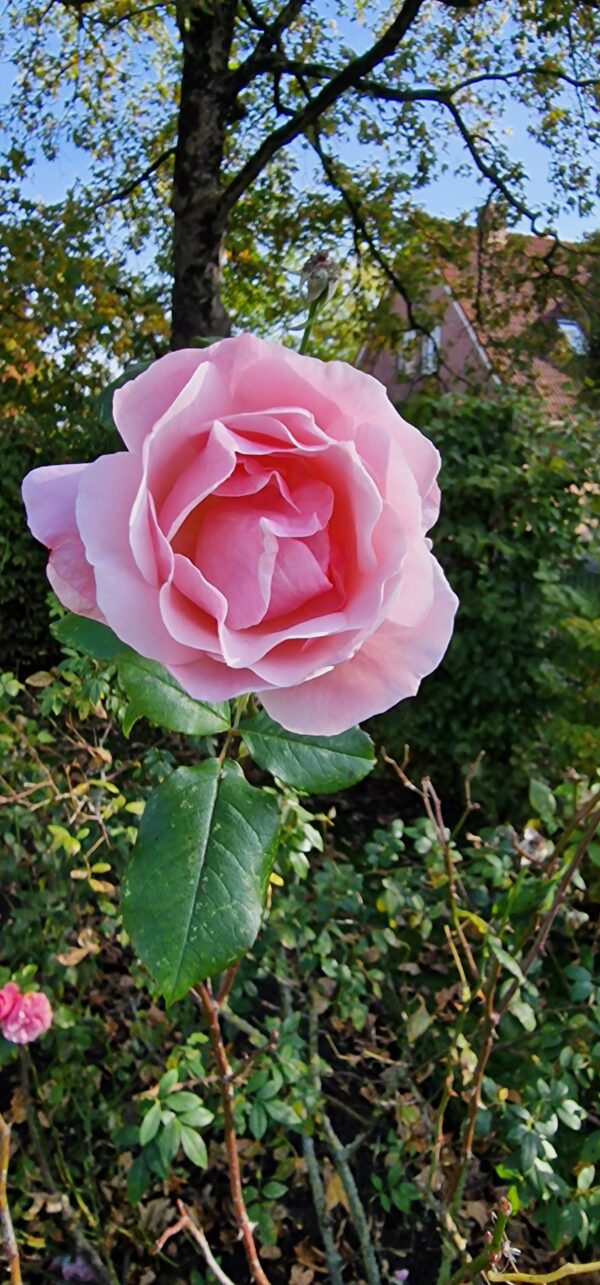 Queen of England 14 – Bild 2