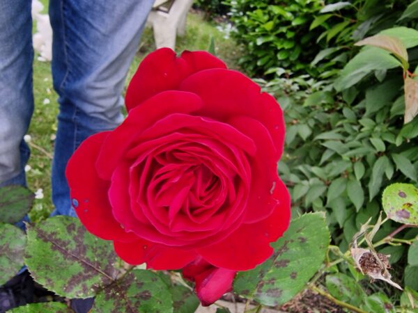 Noname 151 – Bild 2
