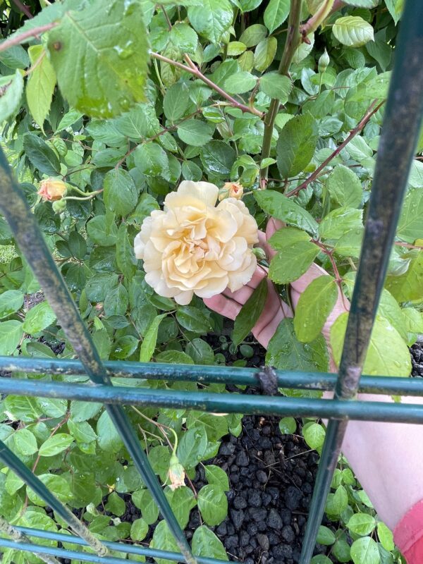 Buff Beauty 152 – Bild 2