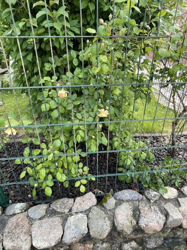 Buff Beauty 152 – Bild 3