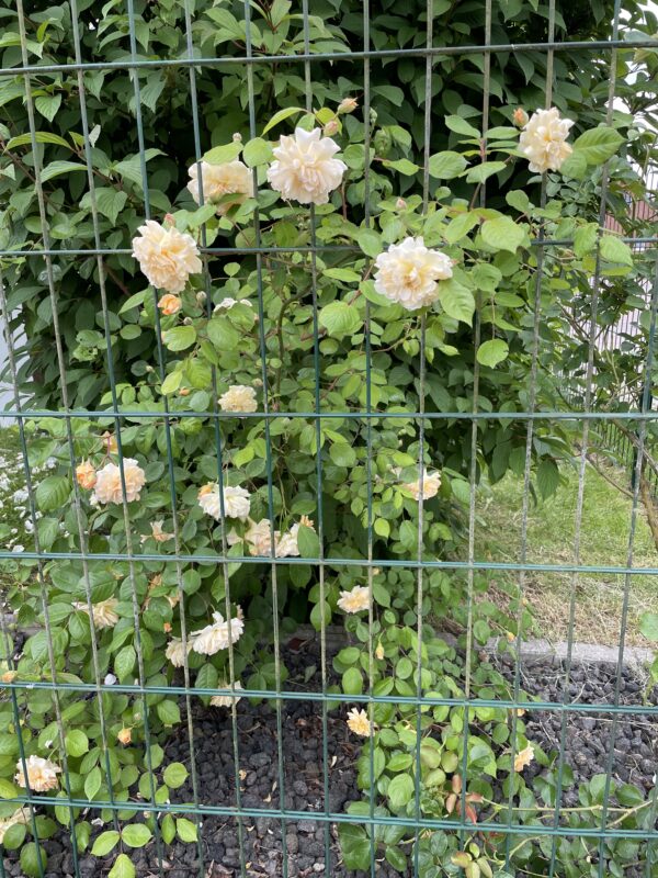 Buff Beauty 152 – Bild 4