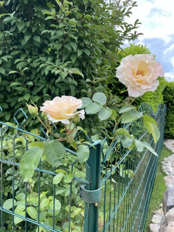 Rokoko 153 – Bild 3