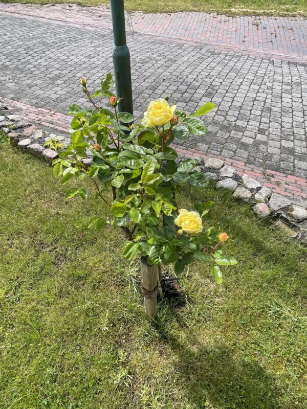 Yellow Meilove 161 – Bild 2