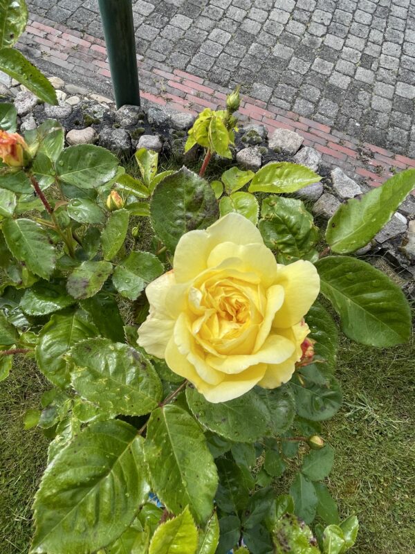 Yellow Meilove 161 – Bild 3