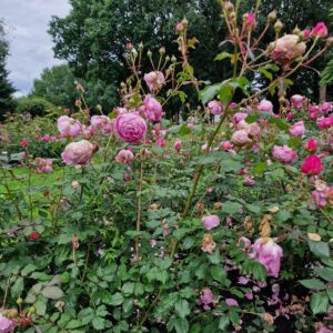 Alan Titschmarsh 164