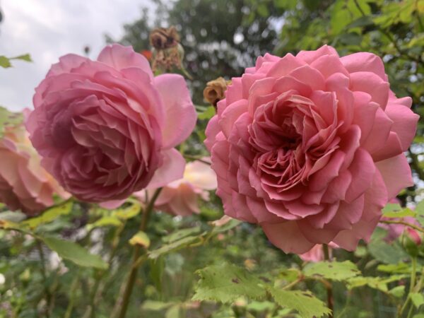 Jubilee Celebration 21 – Bild 2
