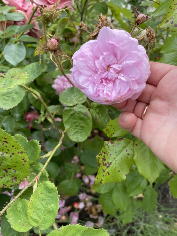 Rosa Muscosa 24 – Bild 2