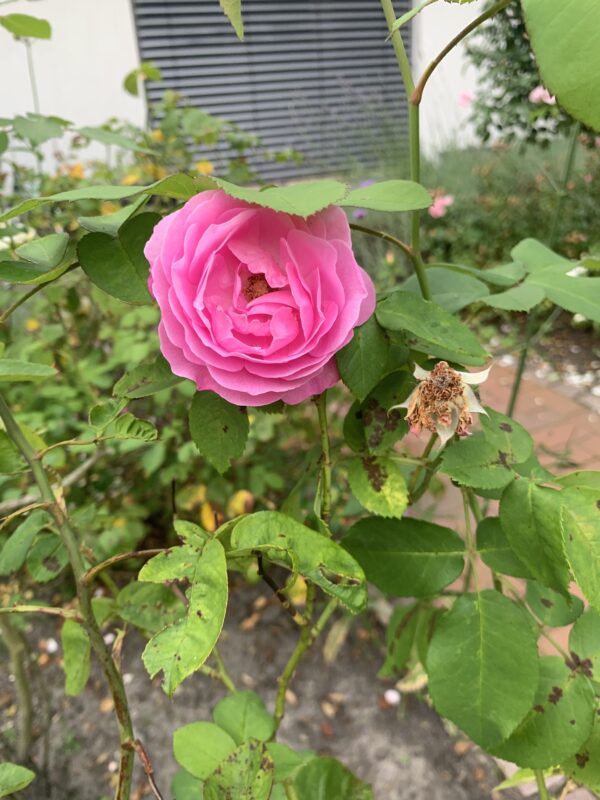 Louise Odier 27 – Bild 2