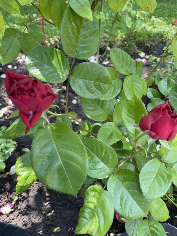 Kordes Bordeaux 34 – Bild 2