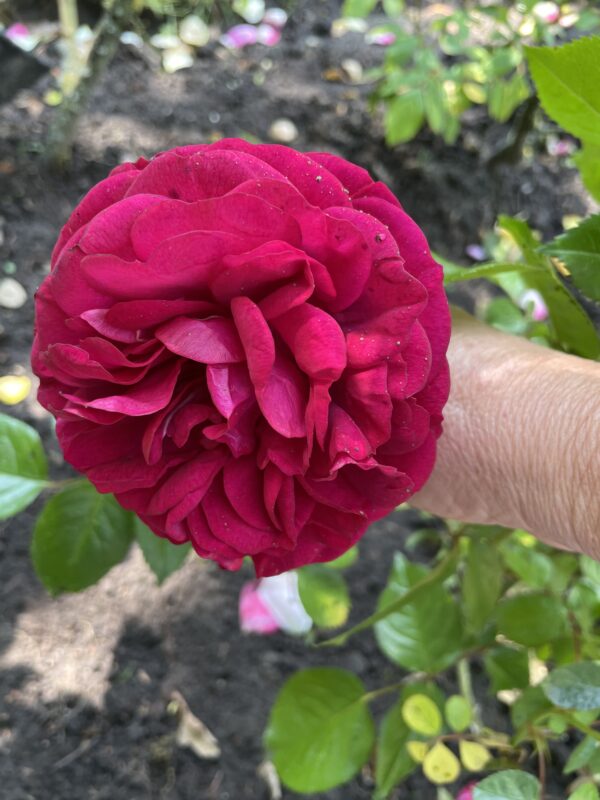 Kordes Bordeaux 34 – Bild 3