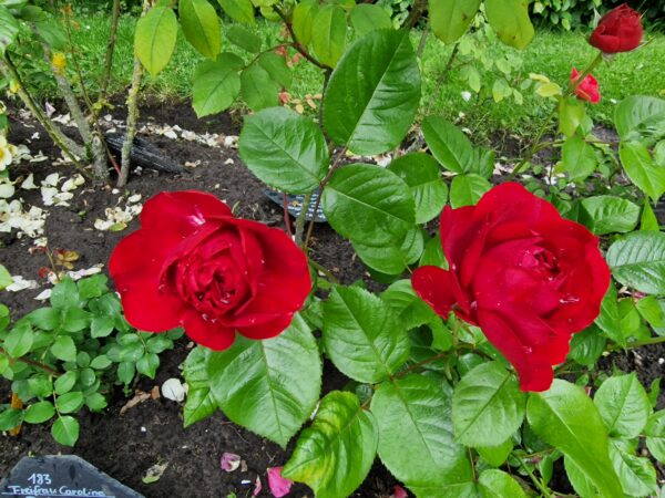 Kordes Bordeaux 34 – Bild 5
