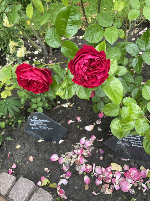 Kordes Bordeaux 34 – Bild 7