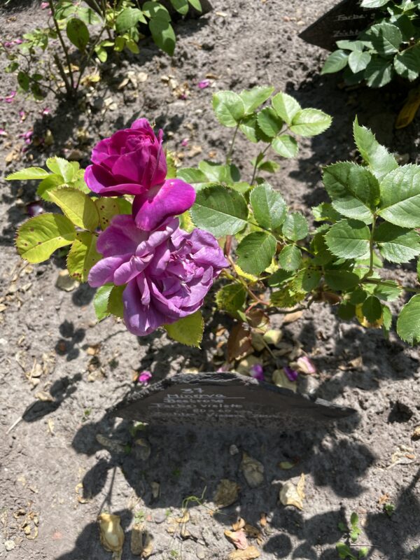 Minerva 37 – Bild 3