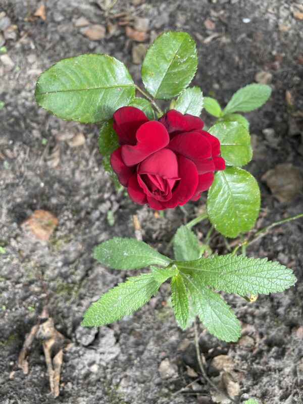 Rosa Draga Fayla 44 – Bild 2