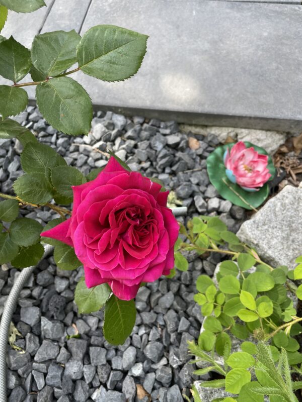 Bellevue 45 – Bild 3
