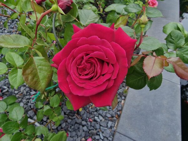Bellevue 45 – Bild 5
