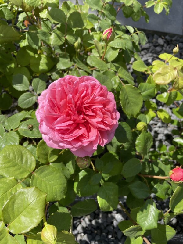 Princess Alexandra of Kent 47 – Bild 4
