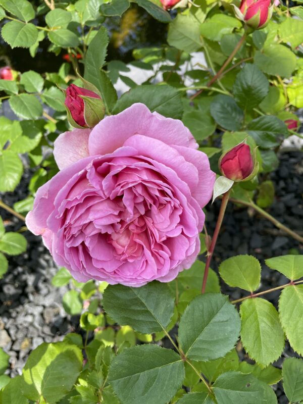 Princess Alexandra of Kent 48 – Bild 6