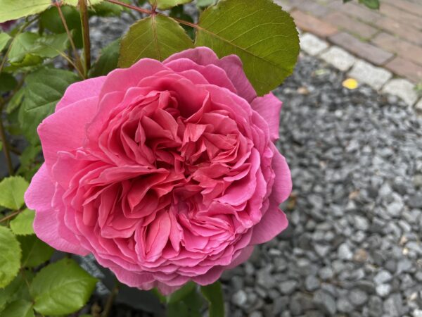 Princess Alexandra of Kent 48 – Bild 8
