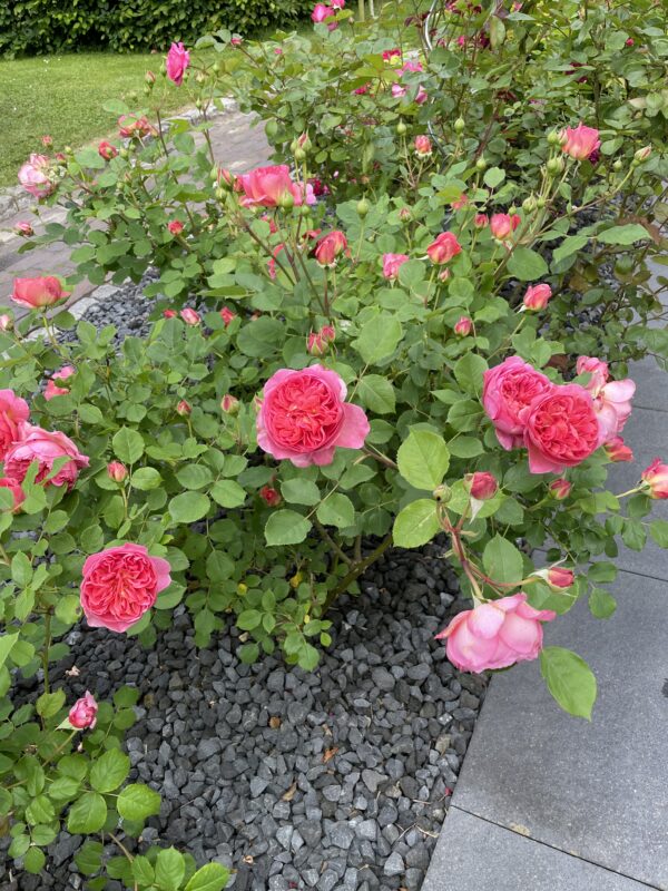 Boscobel 49 – Bild 4