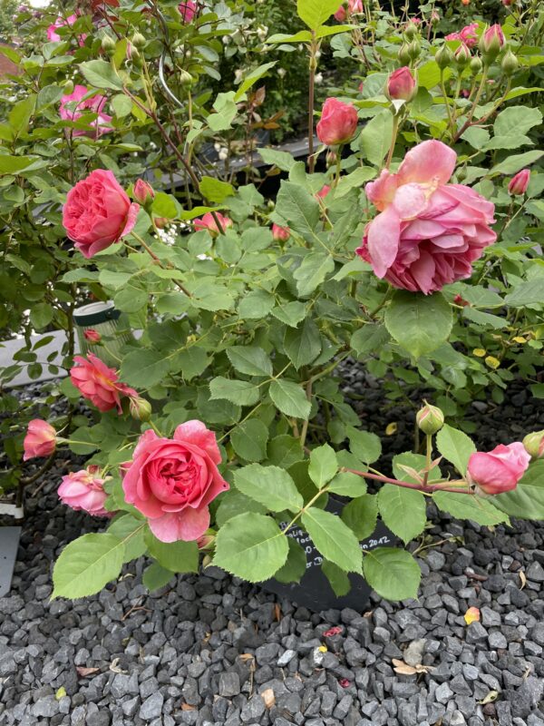 Boscobel 50 – Bild 3