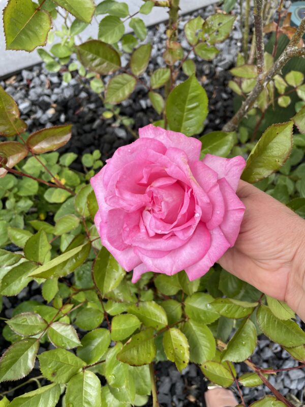 Eliza 52 – Bild 2