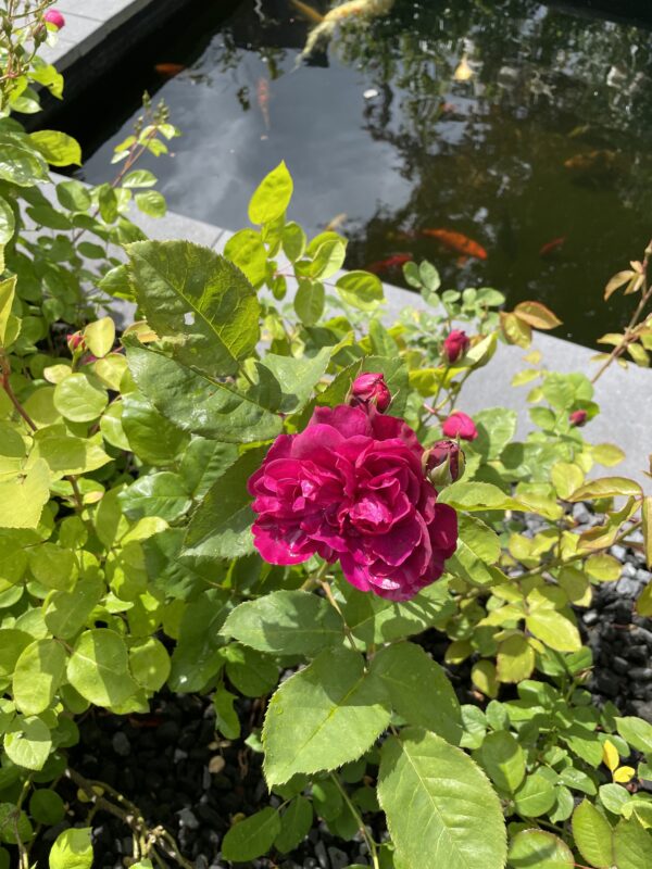 Darcey Bussell 53 – Bild 2