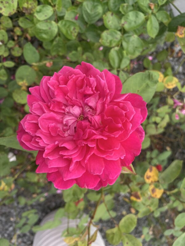 Sophy's Rose 54 – Bild 2