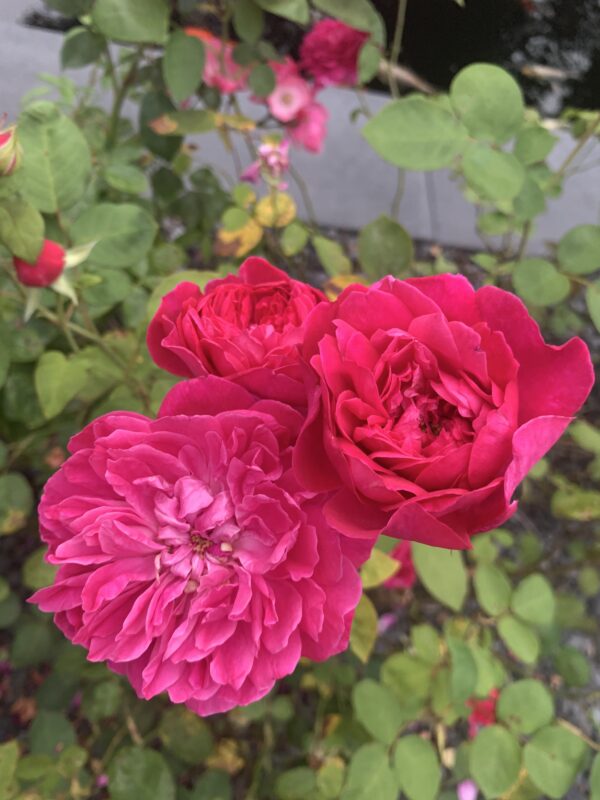 Sophy's Rose 54 – Bild 3
