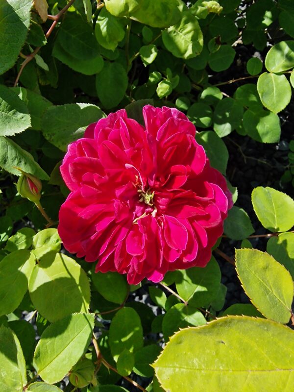 Sophy's Rose 54 – Bild 4