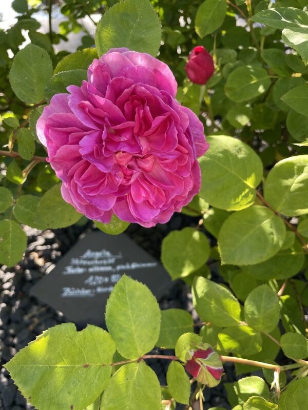 Sophy's Rose 54 – Bild 5