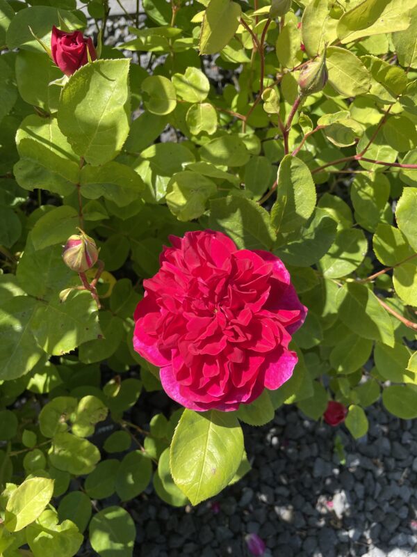 Sophy's Rose 54 – Bild 6