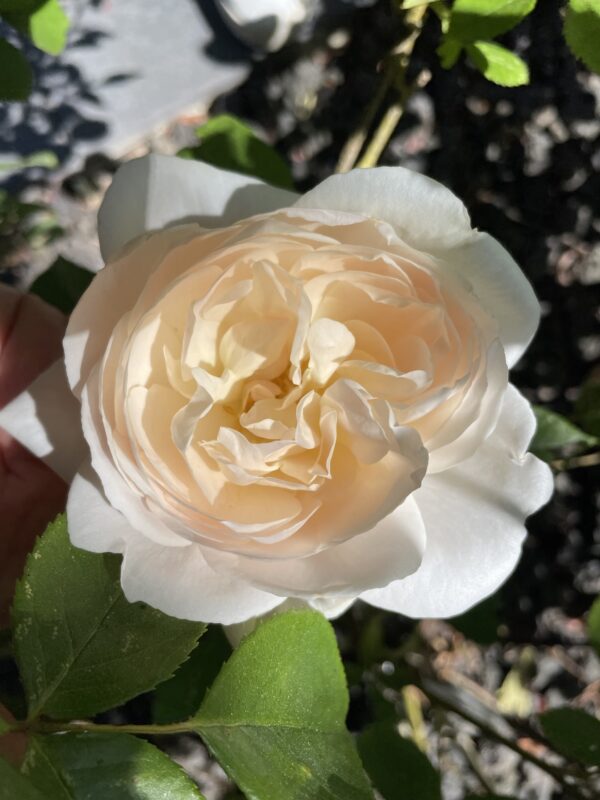Destdemona 67 – Bild 3