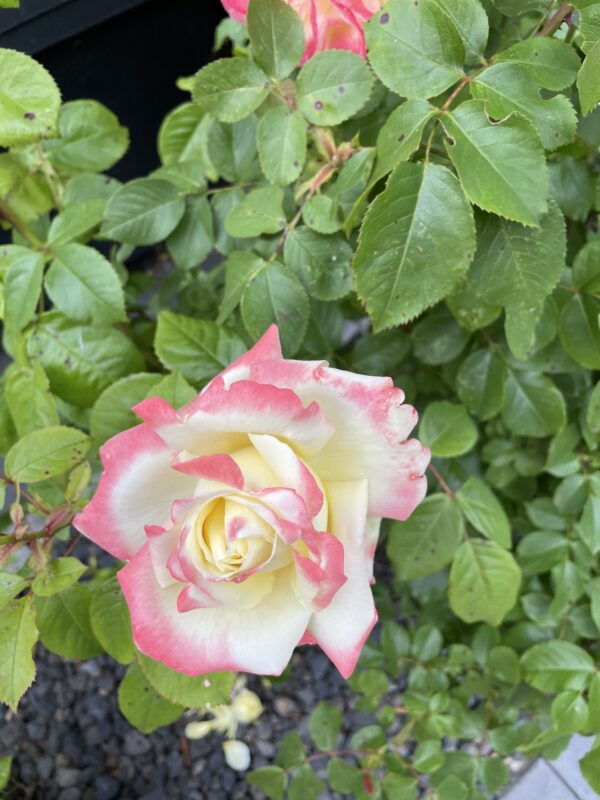 Athena 69 – Bild 18