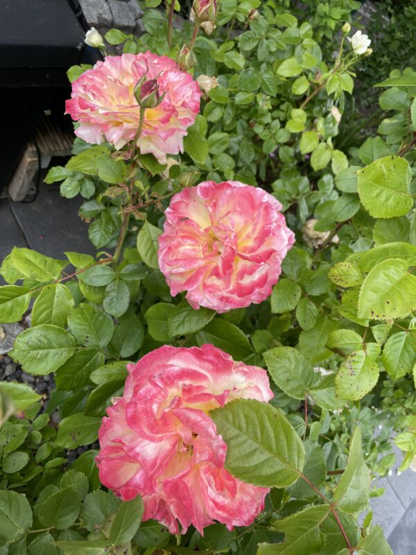 Athena 69 – Bild 20