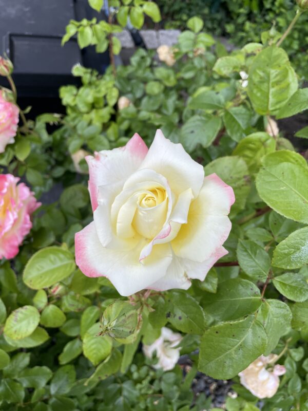 Athena 69 – Bild 9