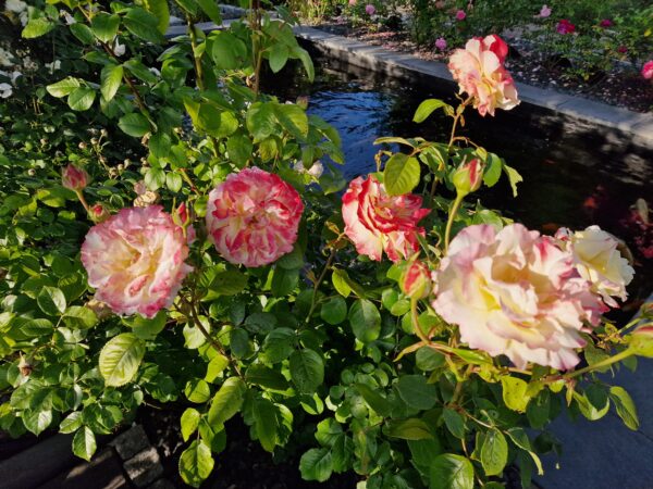 Athena 69 – Bild 16