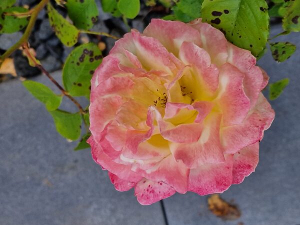 Athena 69 – Bild 3
