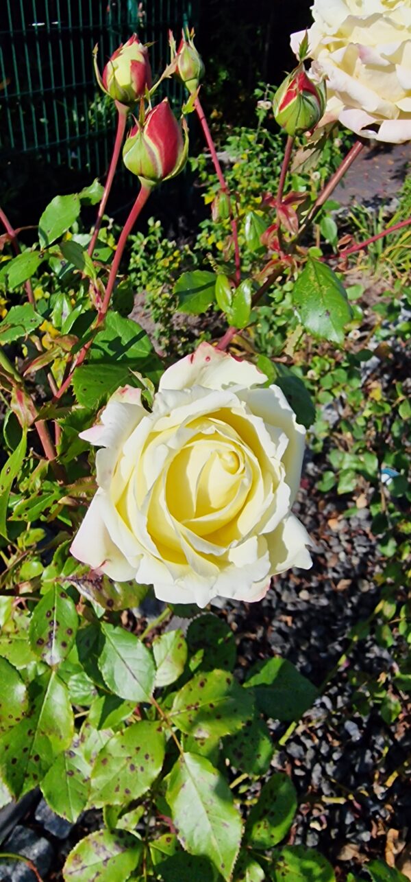 Athena 69 – Bild 6