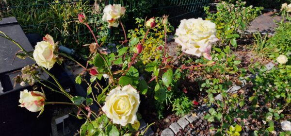 Athena 69 – Bild 8