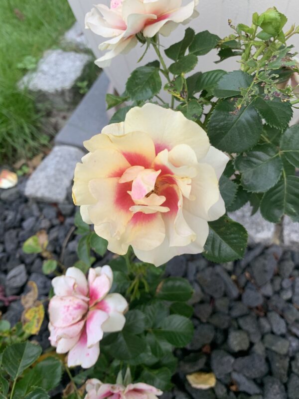 Orienta Aylin 72 – Bild 4