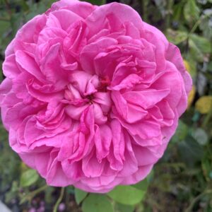 Getrude Jekyll 74